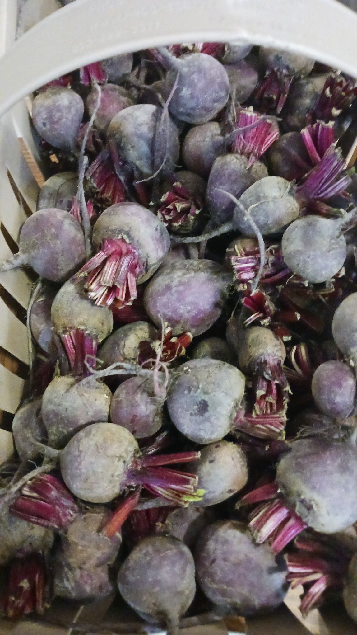 Basket filled with purple beets, their stems and roots visible.