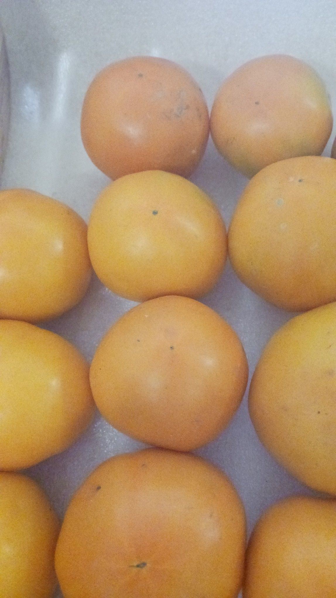 Close-up of several ripe, orange persimmons, arranged in a container.