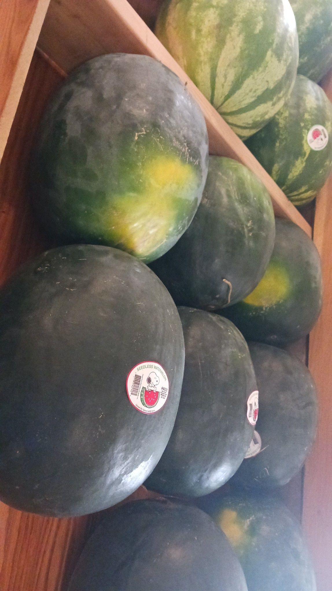 Watermelons on wooden shelves, varying in color from dark green to striped, some with stickers.