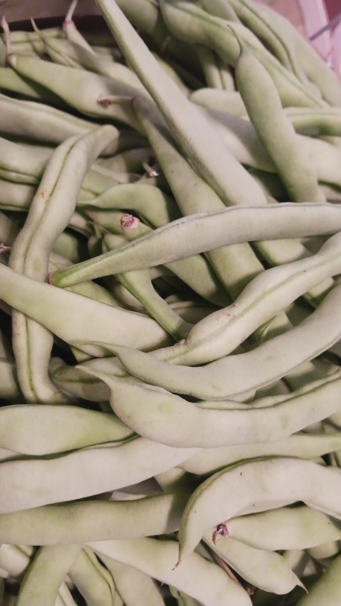 Pile of pale green, flat, fresh green beans.