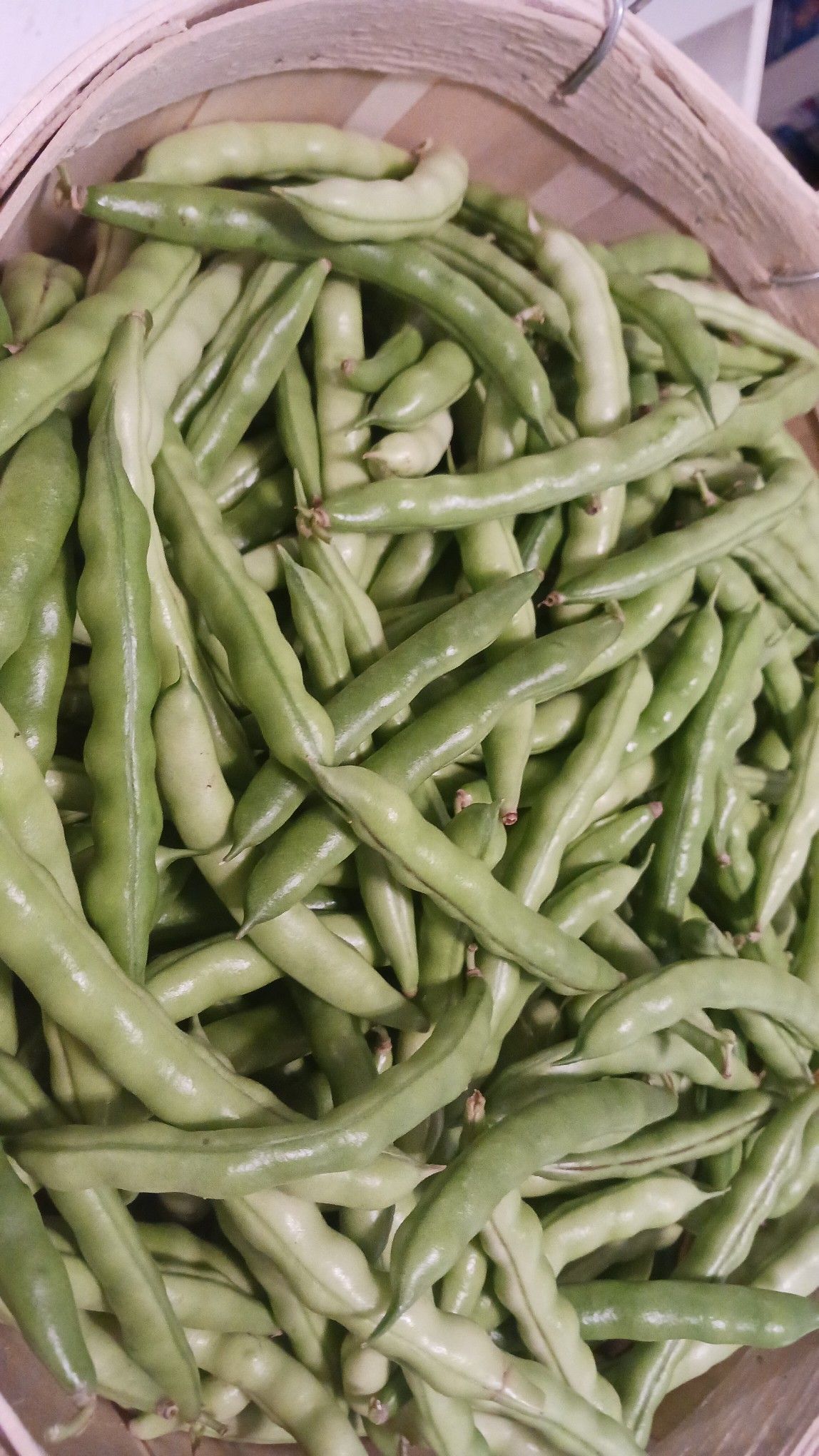 Basket of fresh green broad beans.