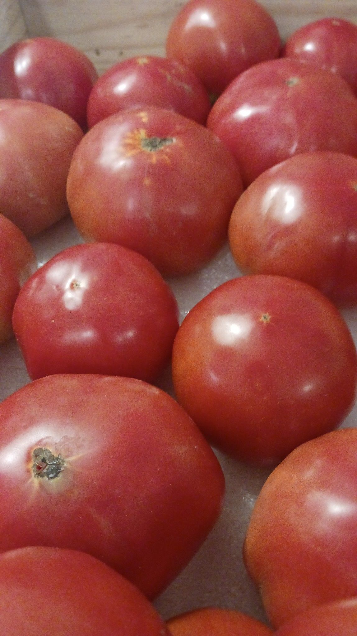 Red tomatoes, ripe and shiny, are clustered together in a box.