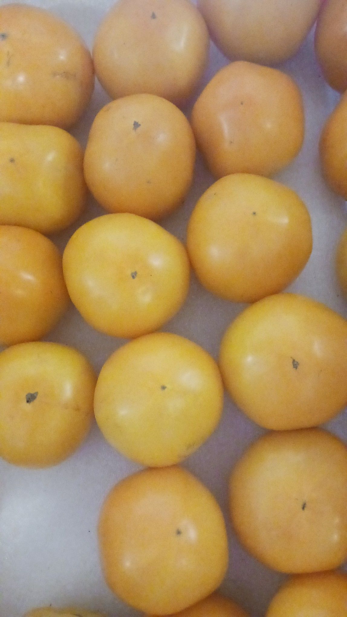 Yellow-orange persimmons, round and ripe, arranged in a grid.