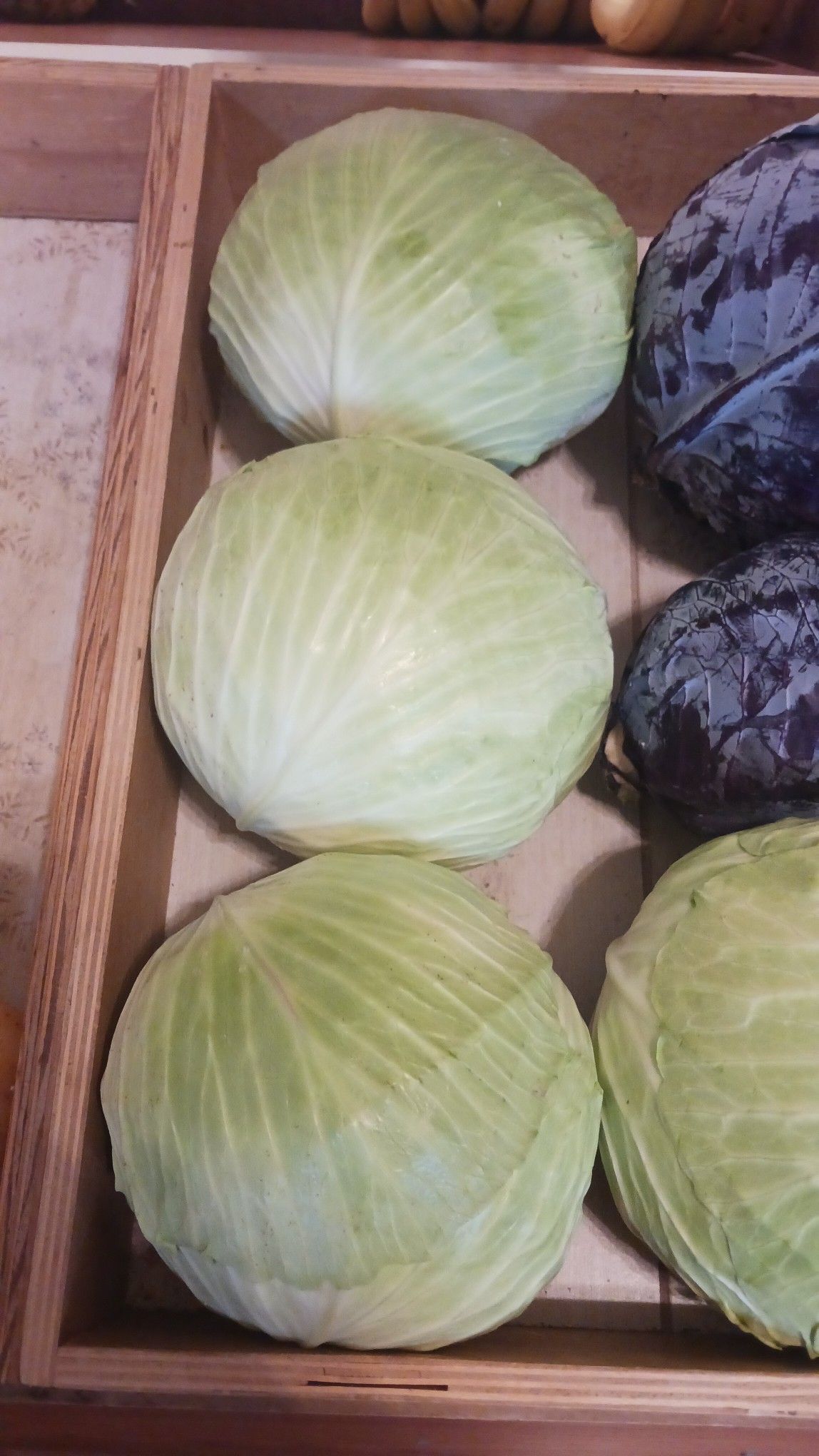 Three green cabbages arranged in a wooden crate with red cabbages visible.