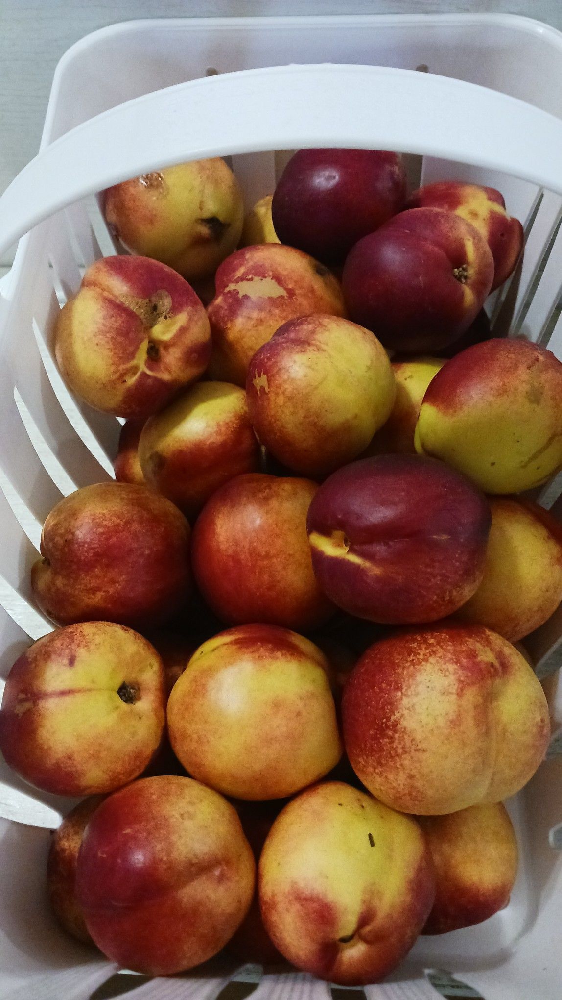 Basket overflowing with ripe nectarines; red and yellow hues.