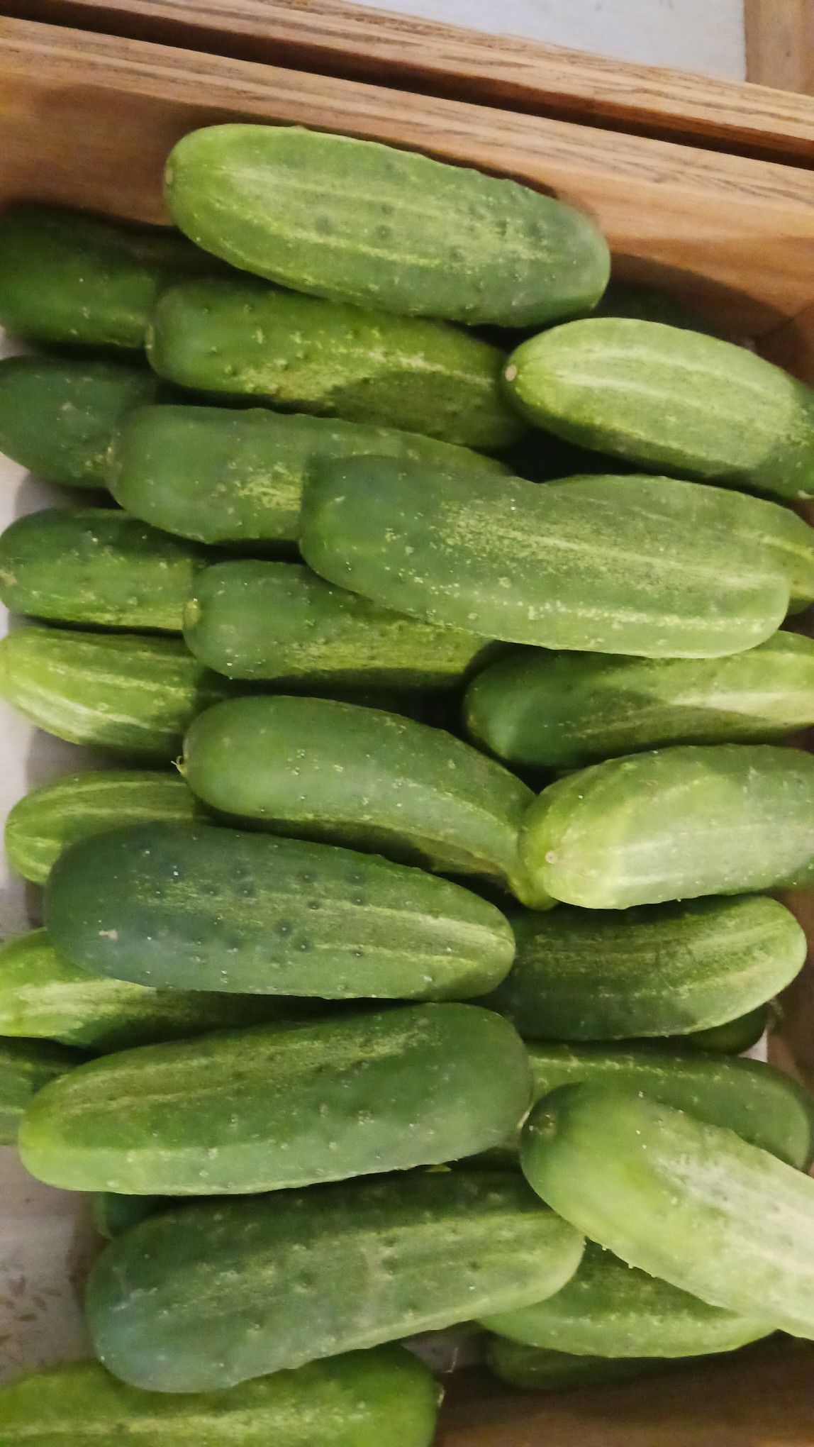 Pile of fresh green cucumbers in a wooden bin.