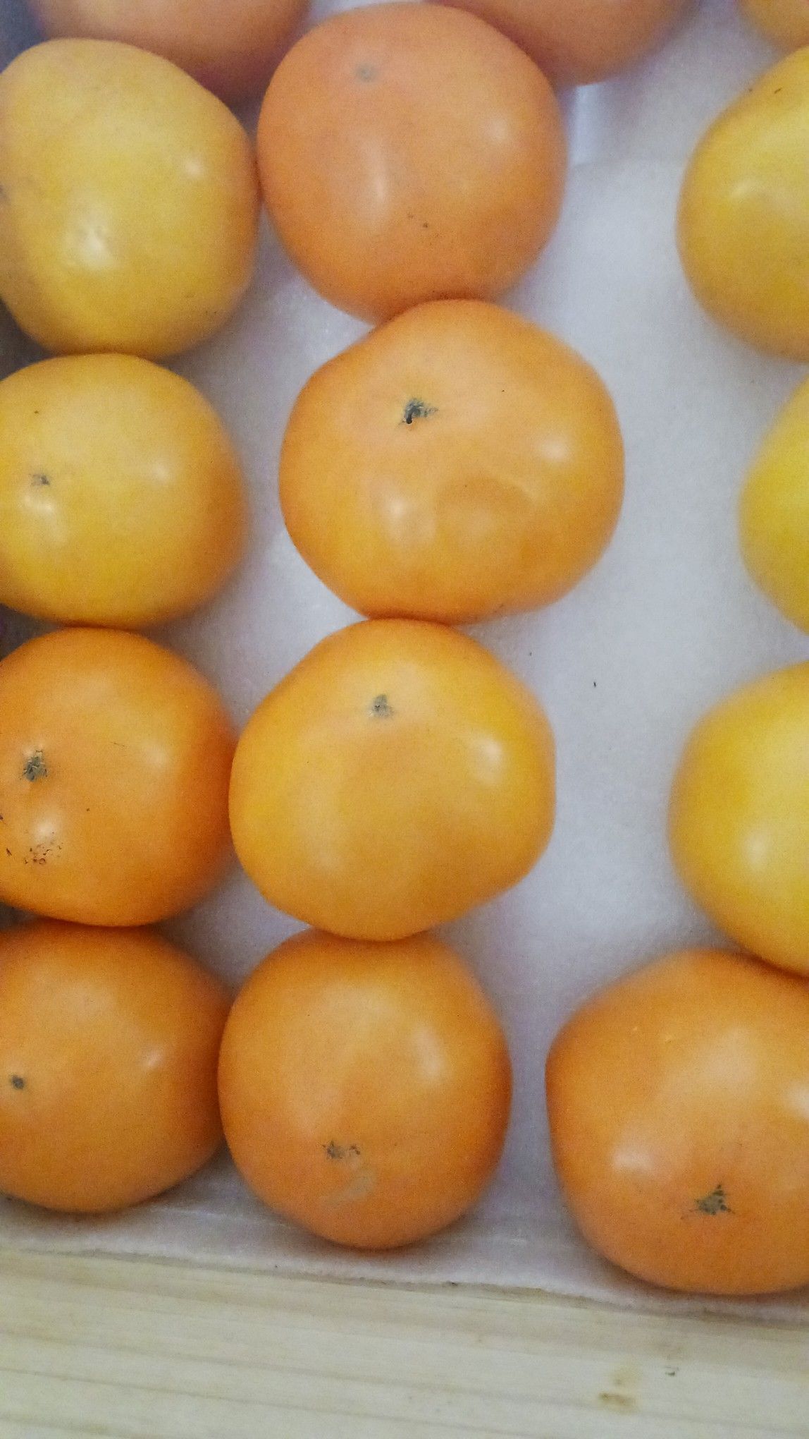 Rows of yellow and orange tomatoes.