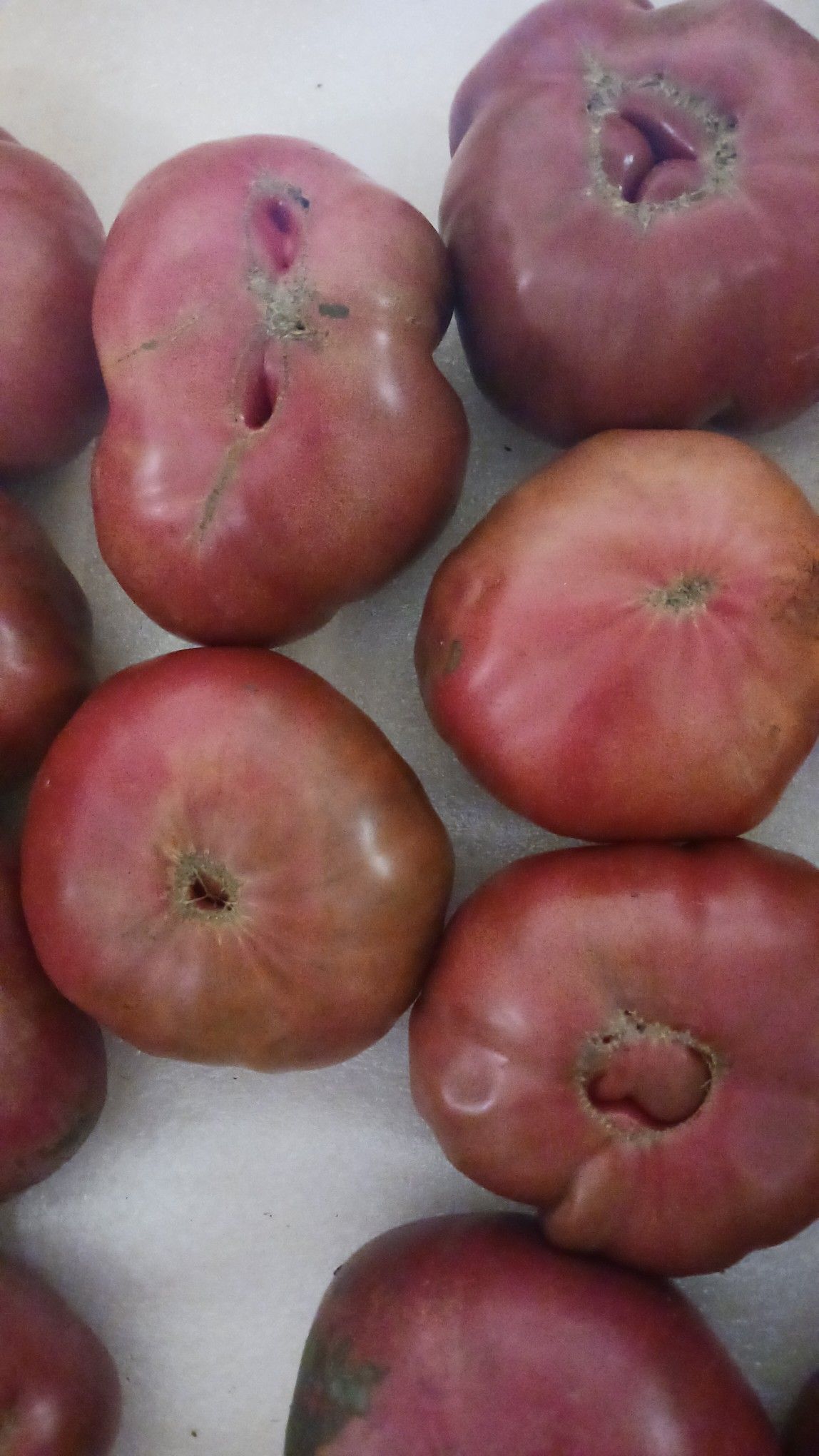 Reddish-purple heirloom tomatoes with irregular shapes and imperfections, possibly from a home garden.