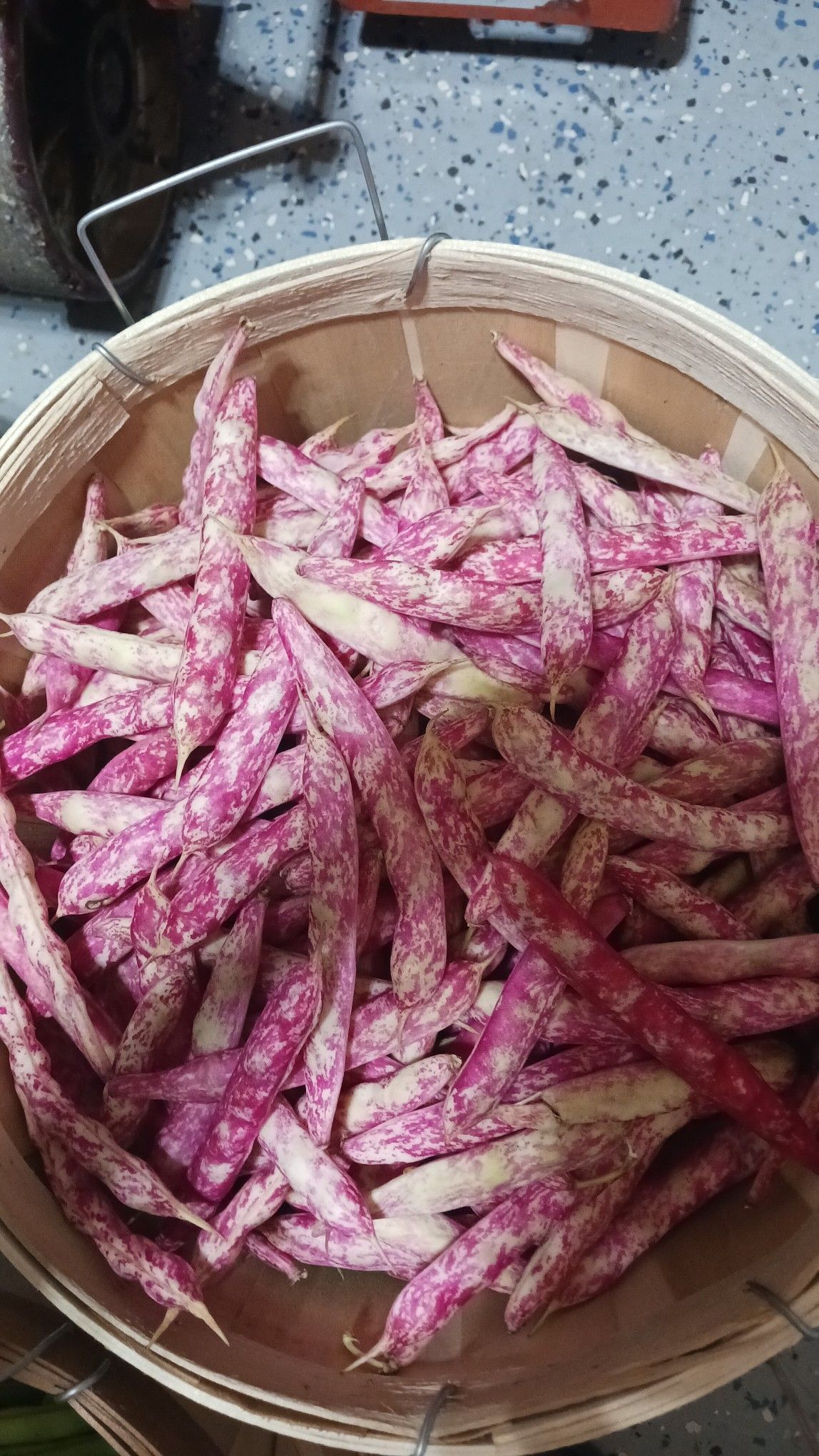 Basket filled with speckled pink and white bean pods.