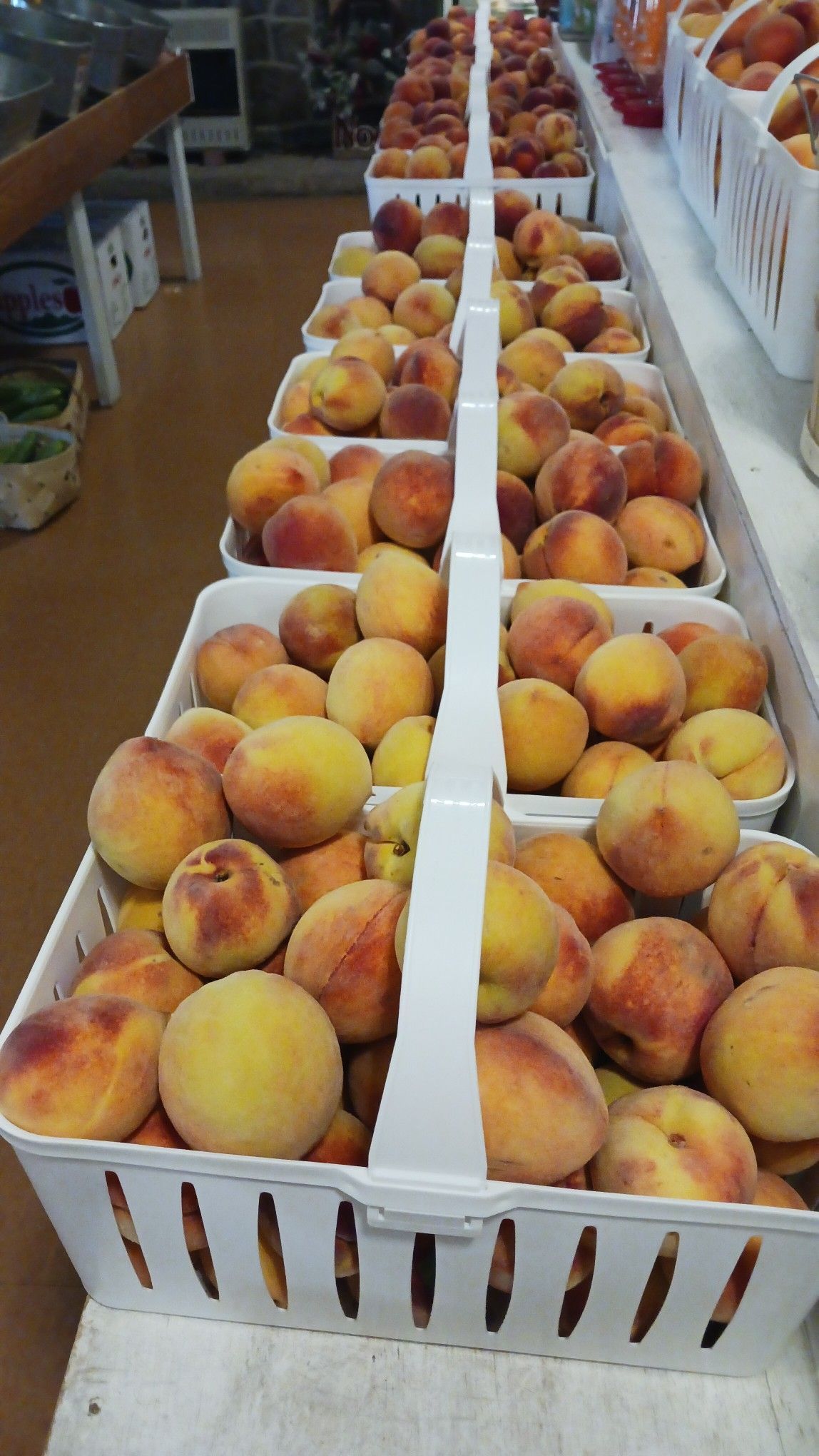 Rows of white baskets filled with ripe peaches for sale at a market.
