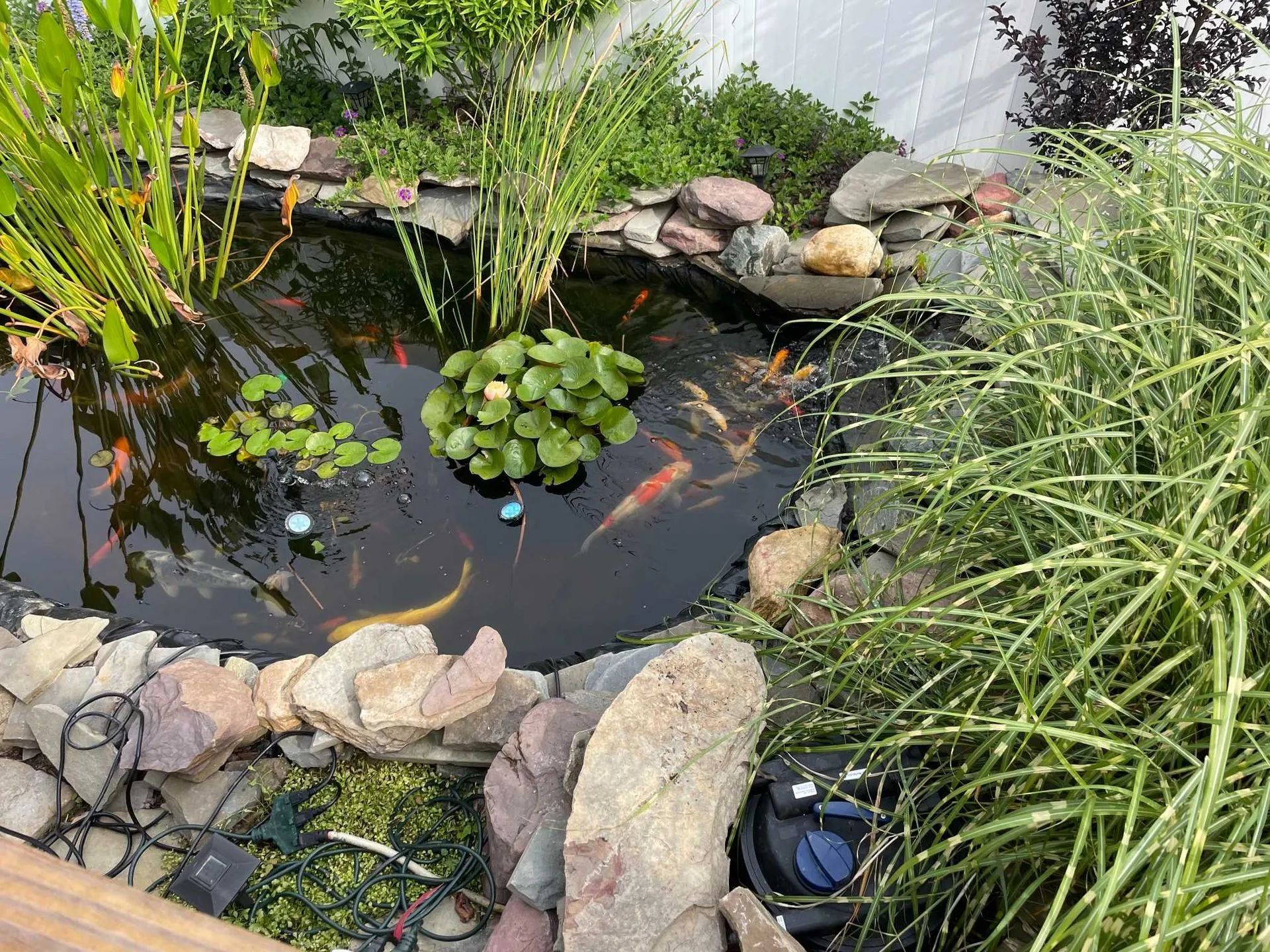 A backyard koi pond framed by rocks and greenery, with several orange and white fish swimming in the water.