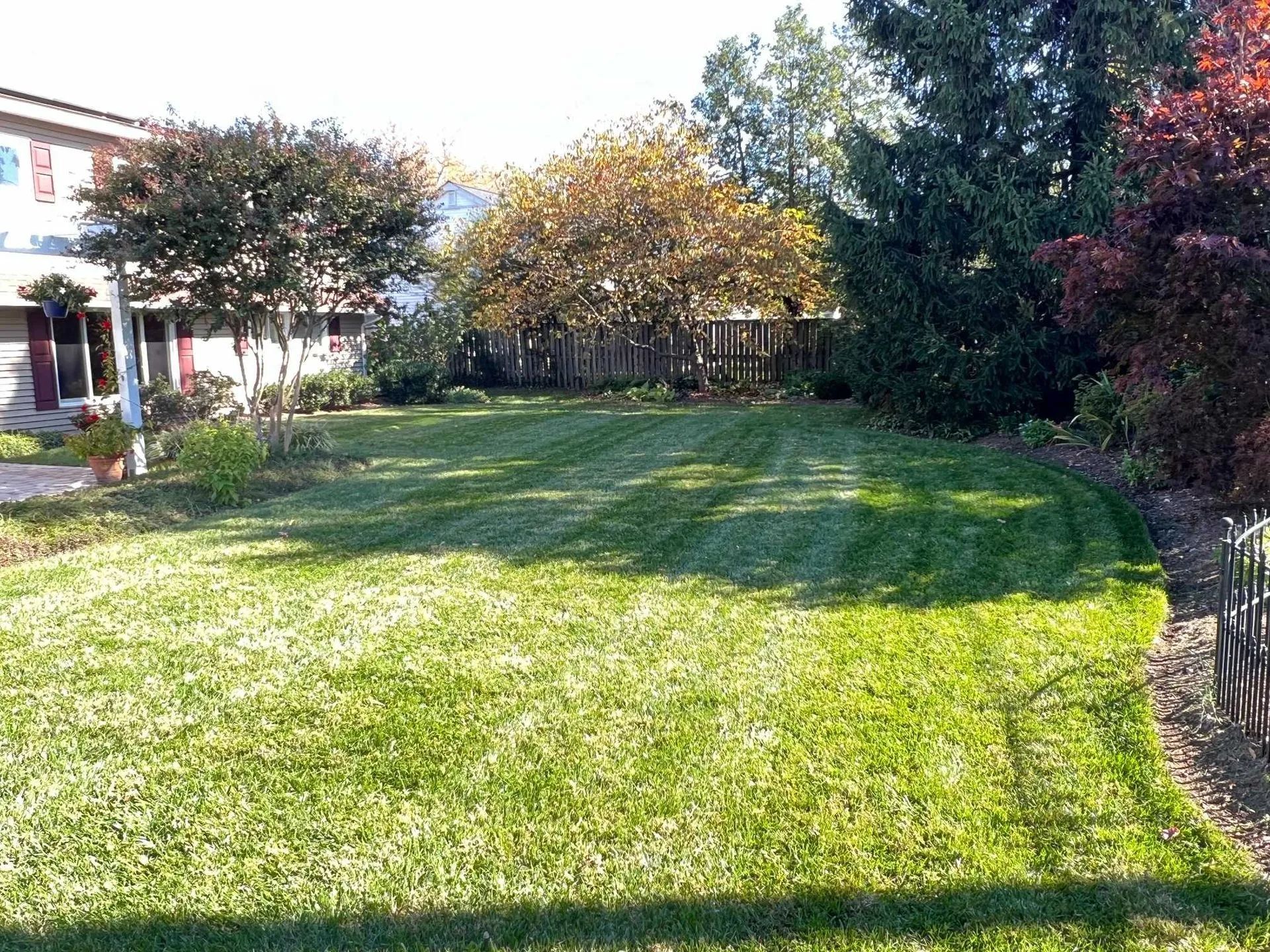 Lawn with freshly cut stripes. Trees and shrubs surround the green grass in a yard on a sunny day.