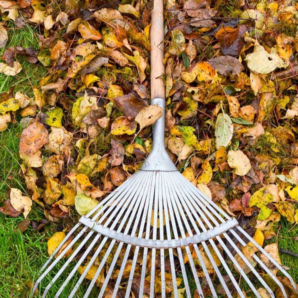 A rake is sitting on top of a pile of leaves.