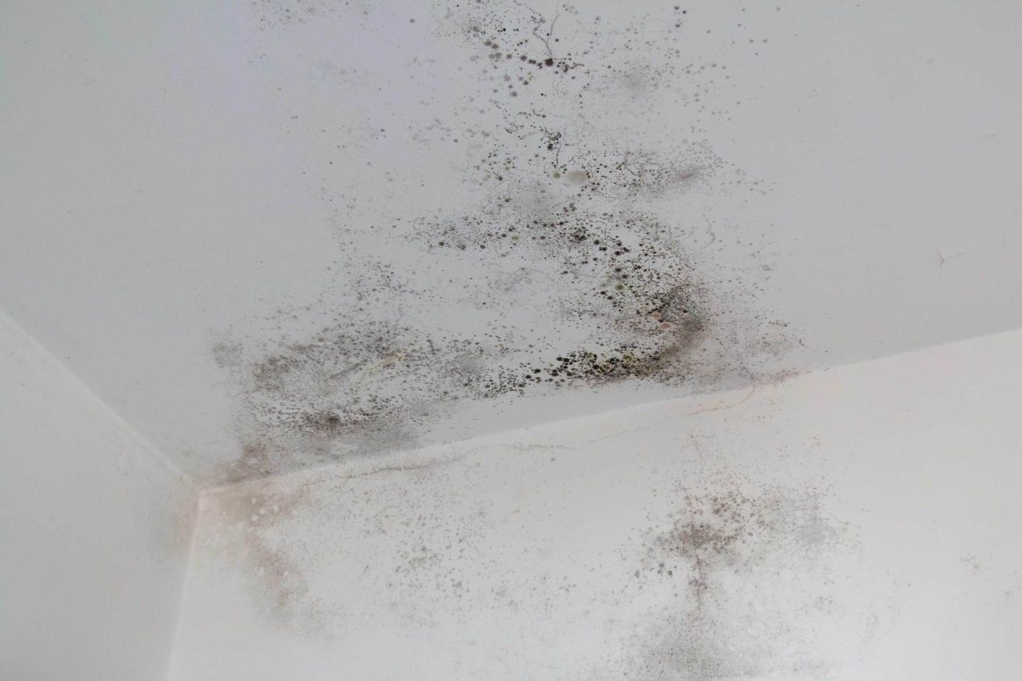 Mold on a White Wall — Benton, KY — Premier Disaster Restoration