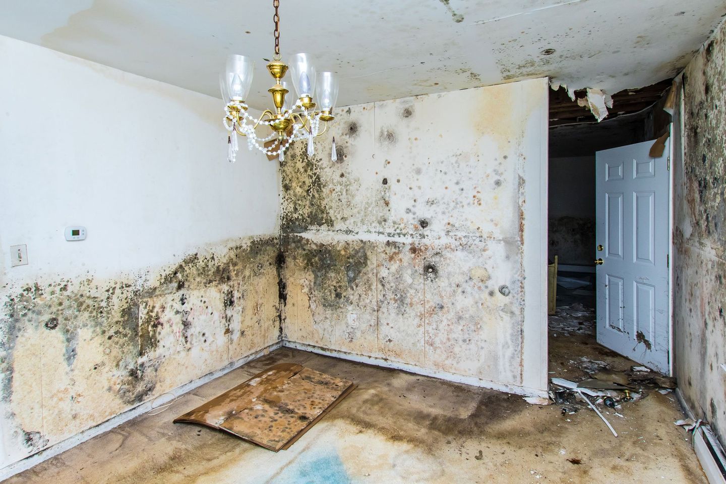 Mold Growing Throughout A Home — Benton, KY — Premier Disaster Restoration