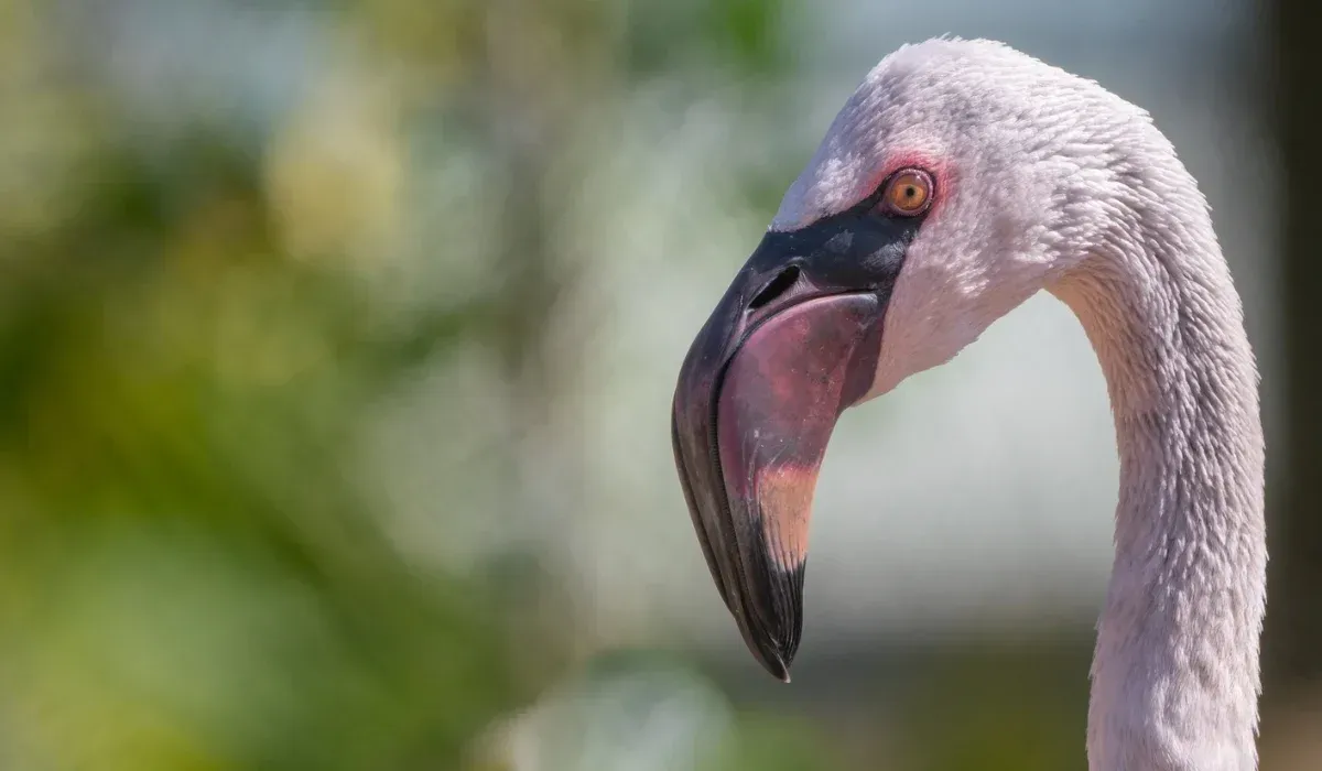 A close up of a flamingo 's head with a long neck.