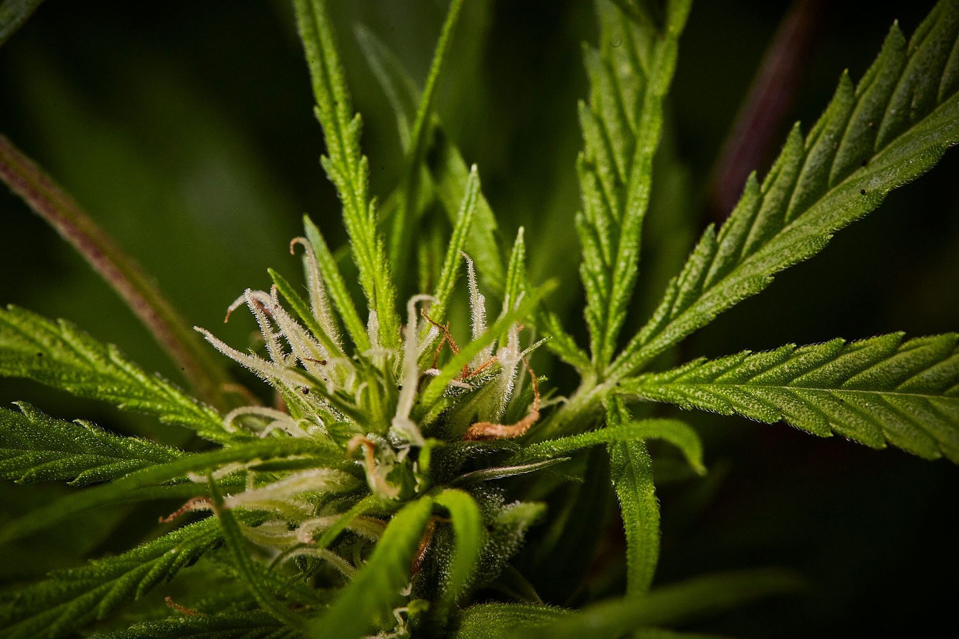 Fast weed delivery DC