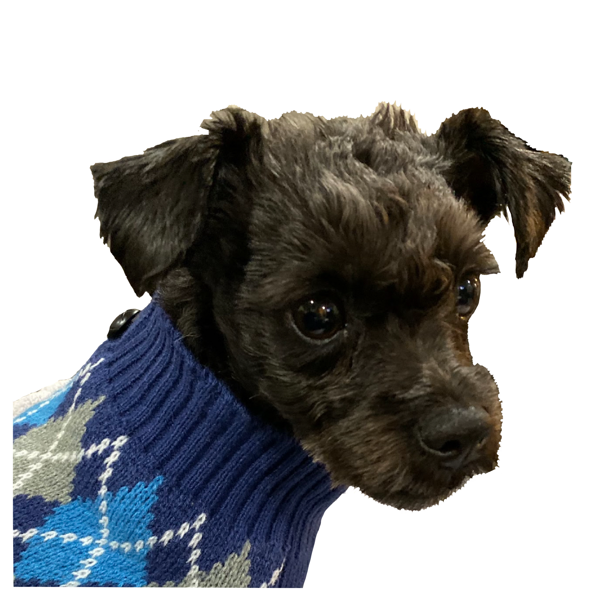 The real Little Leo in a sweater.