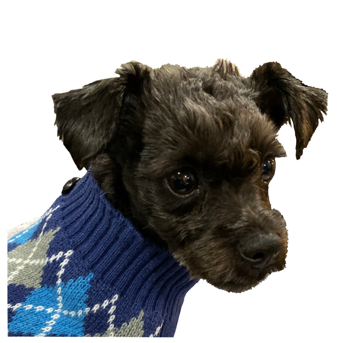 The real Little Leo in a sweater.