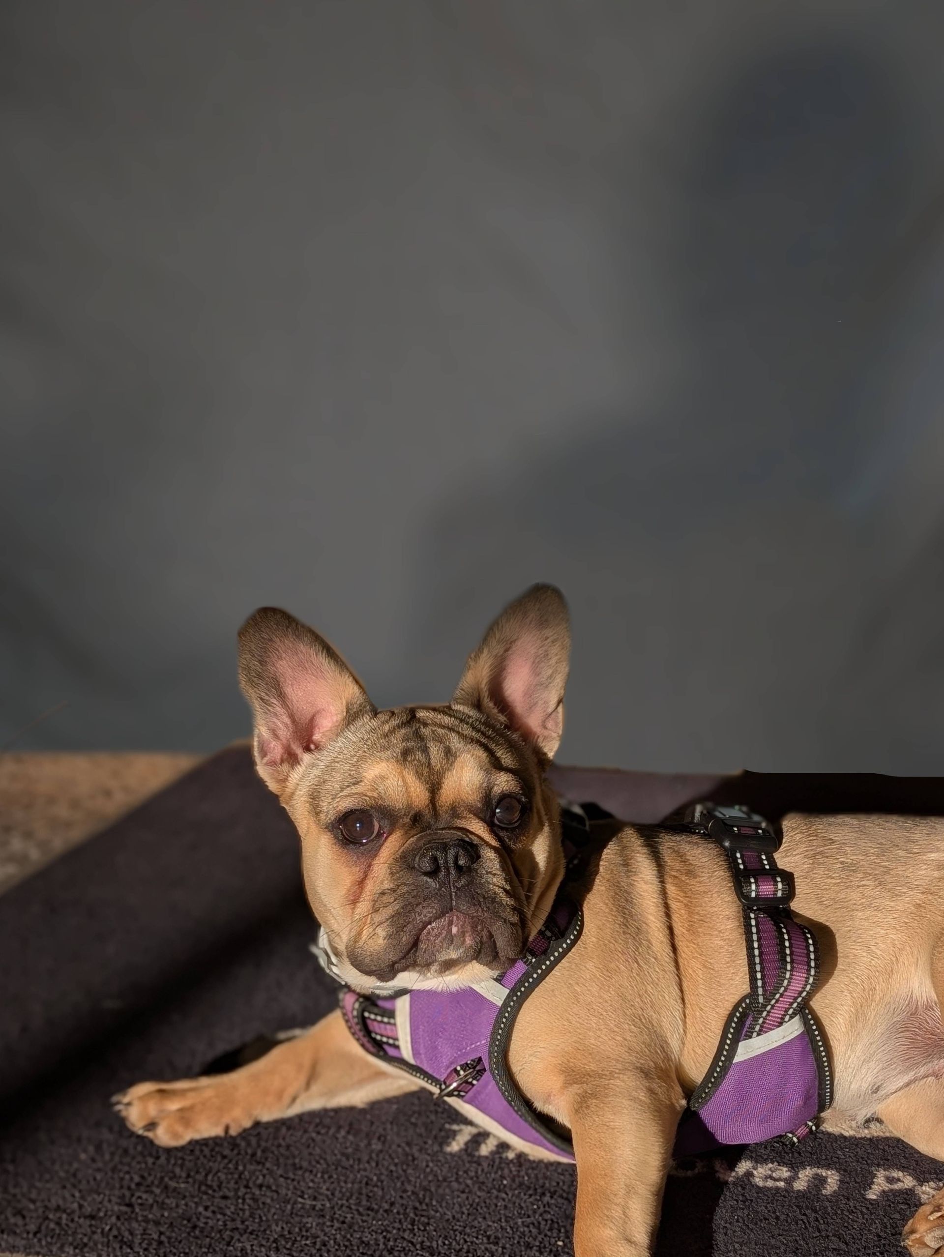 A french bulldog wearing a purple harness is laying on a mat.