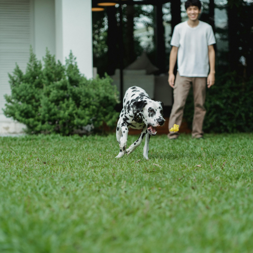 Bloomington IN Pet Waste Removal
