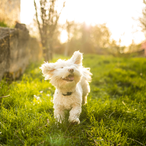 Commercial Pet Waste Removal Near Me