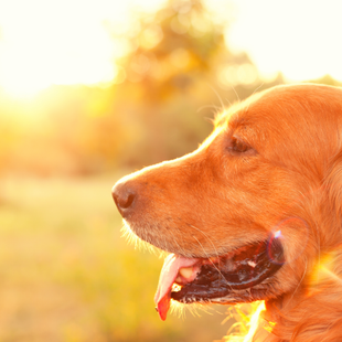 Bloomington IN Pet Waste Removal Pros
