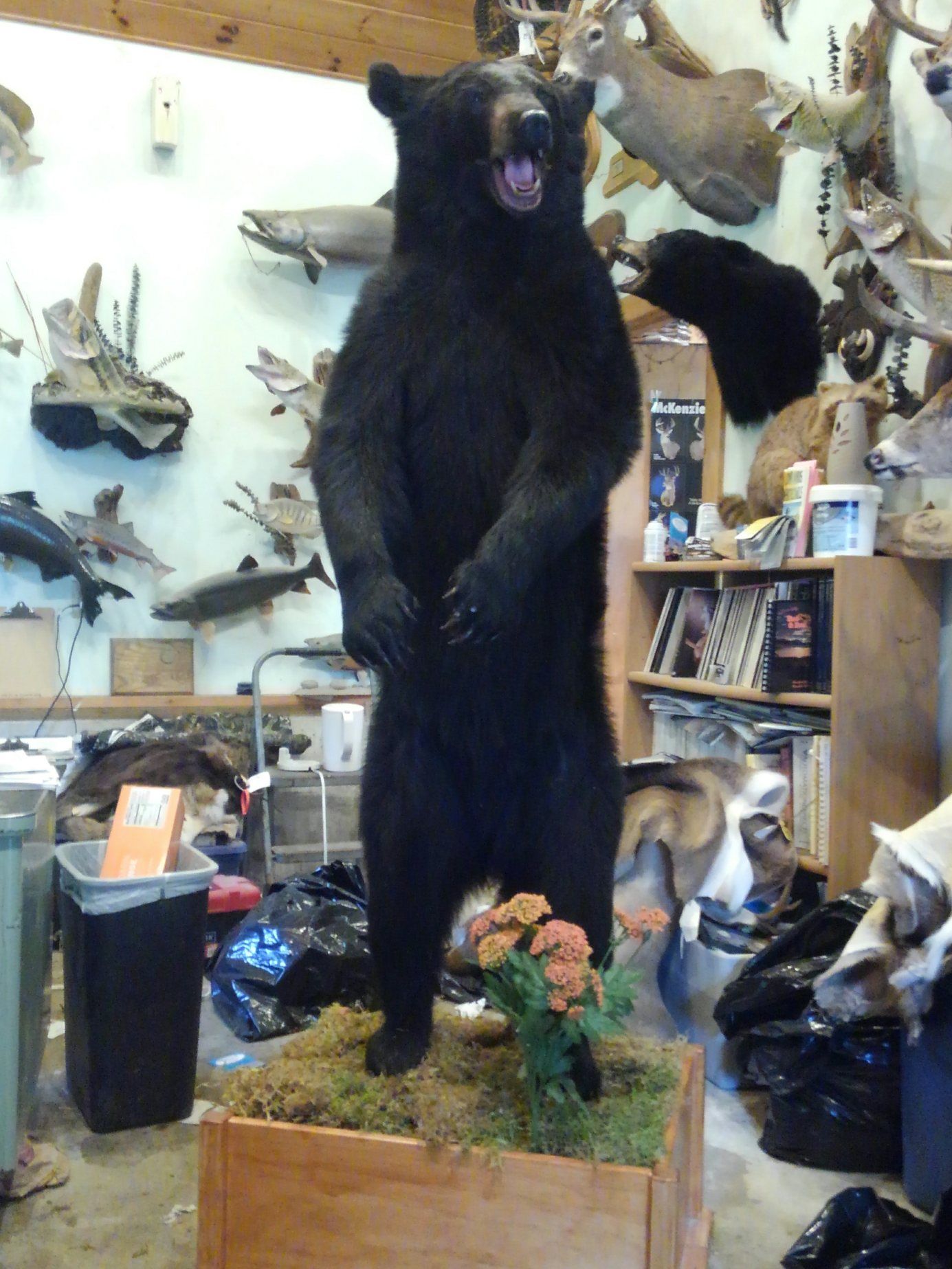Taxidermy Services | Lowville, NY - Wilderness Walt's Taxidermy