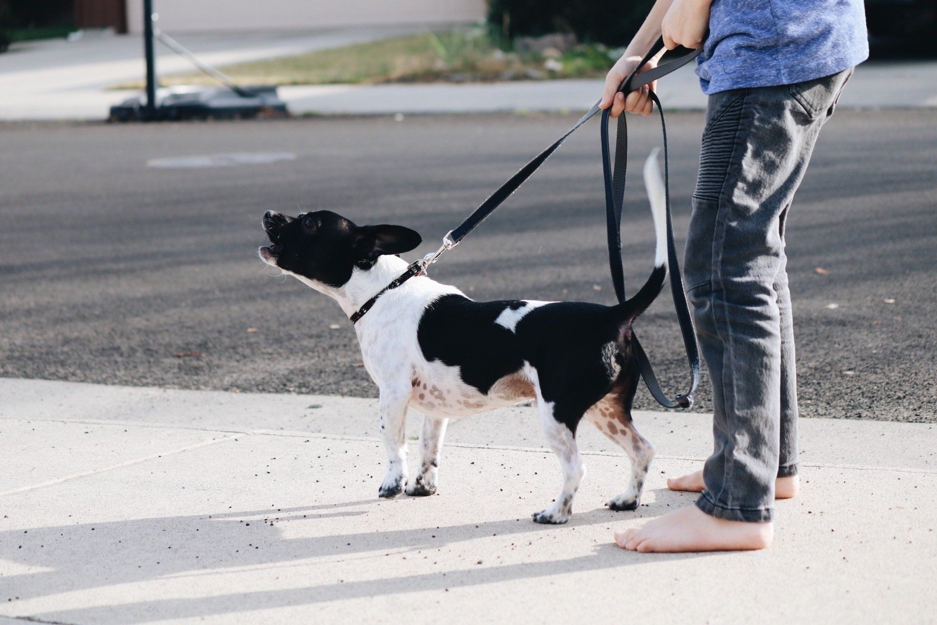 Dog barking and pulling on the lead