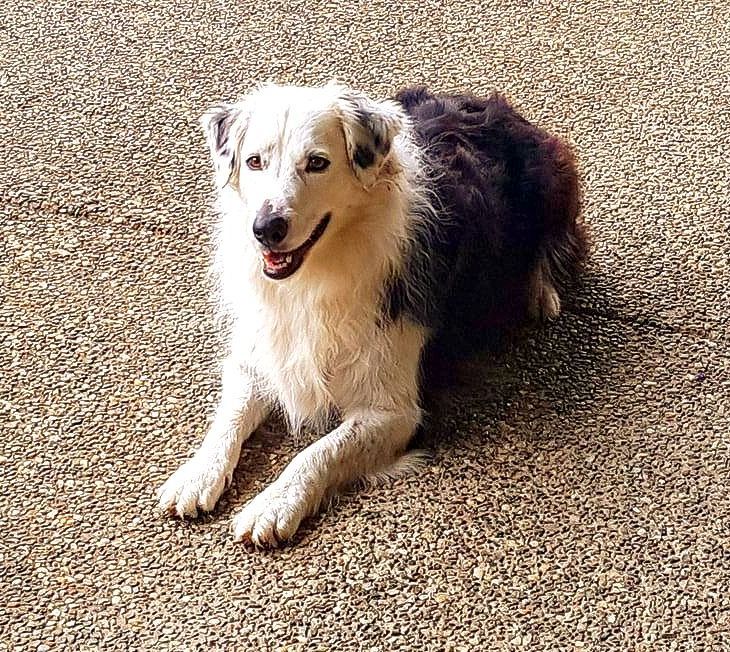 Border Collie in the drop position, part of dog obedience training