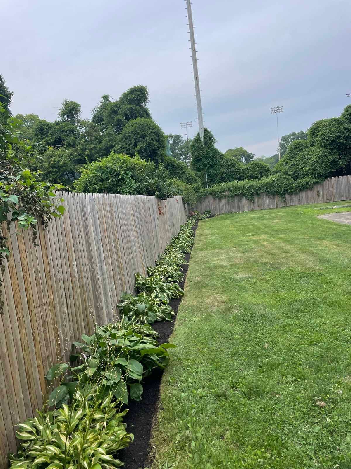 A row of plants growing next to a wooden fence in a yard.