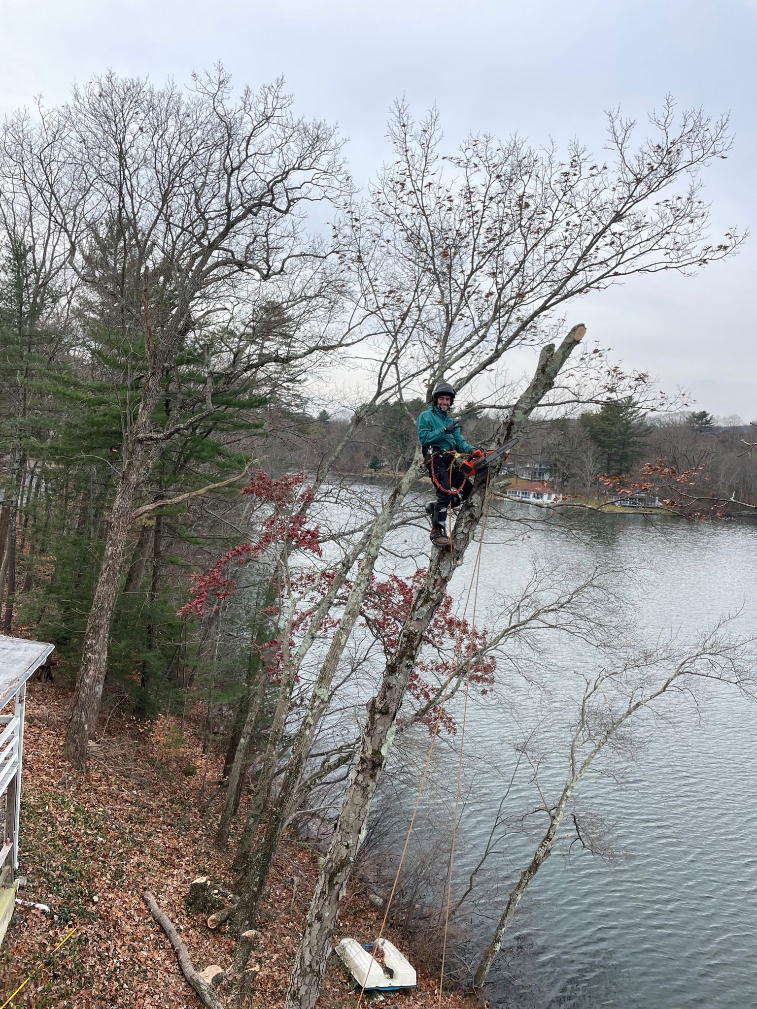 A man is climbing a tree next to a body of water.