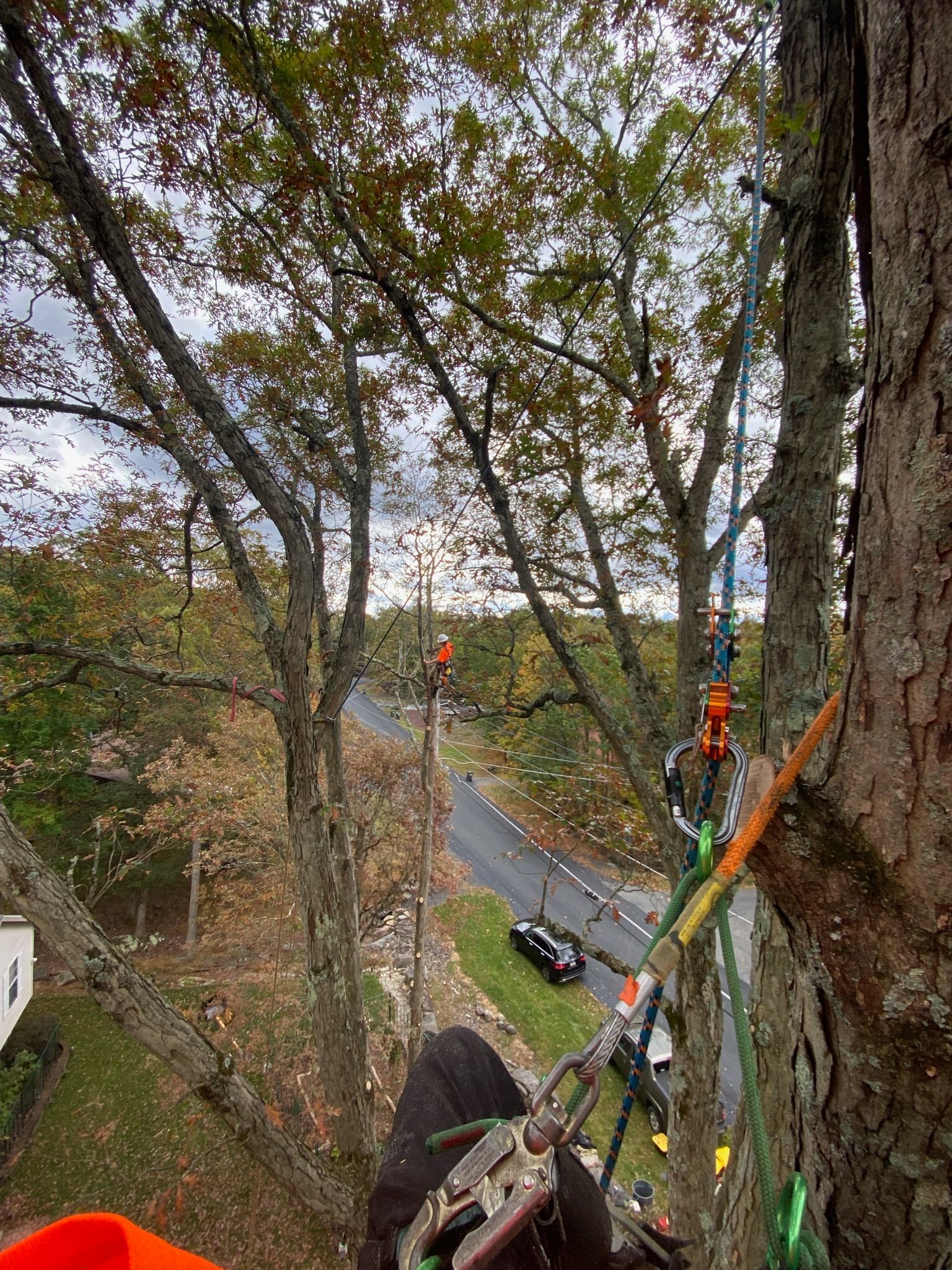 A person is climbing a tree with a chainsaw.