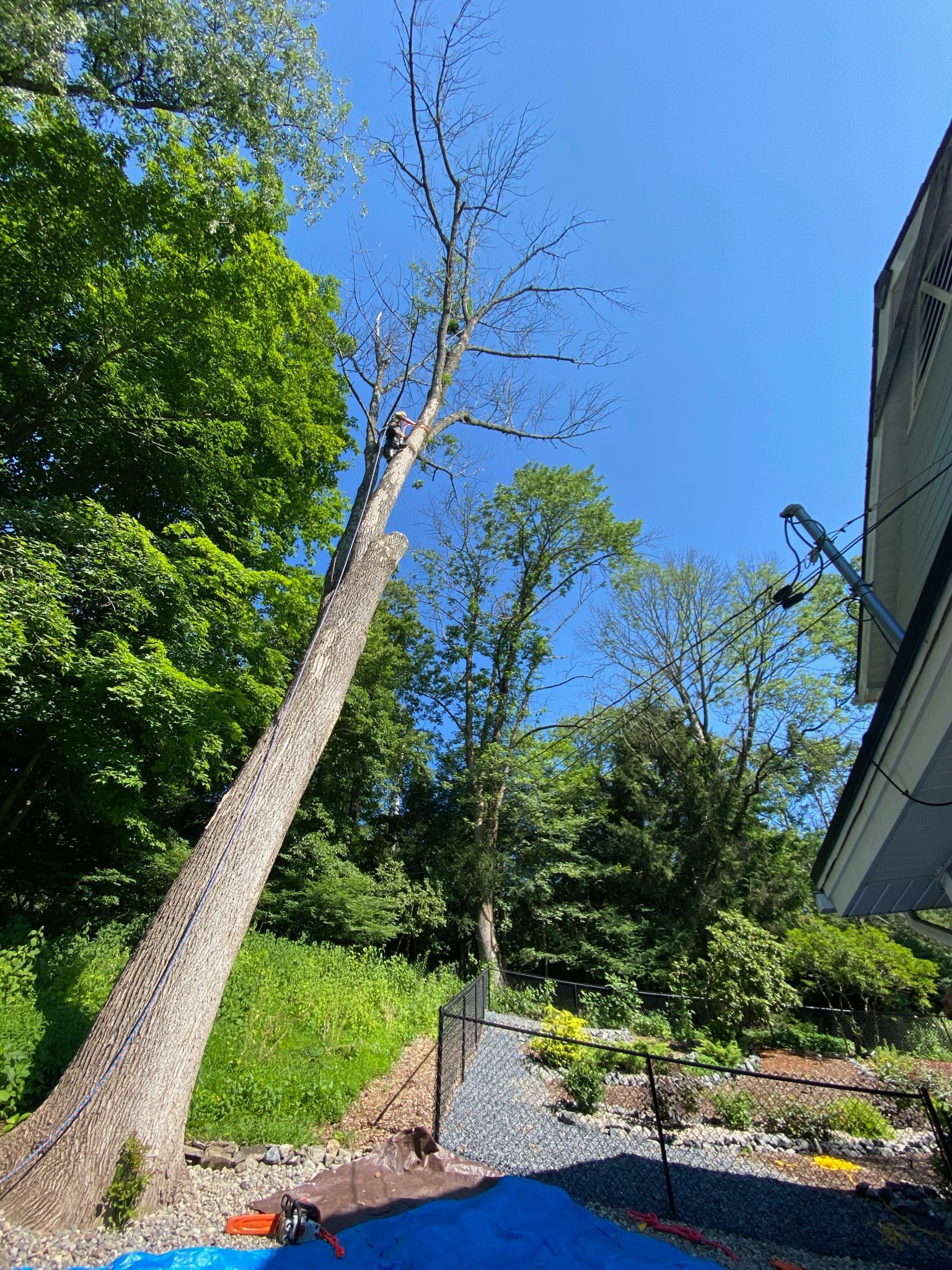 A large tree is sitting on top of a blue tarp in front of a house.