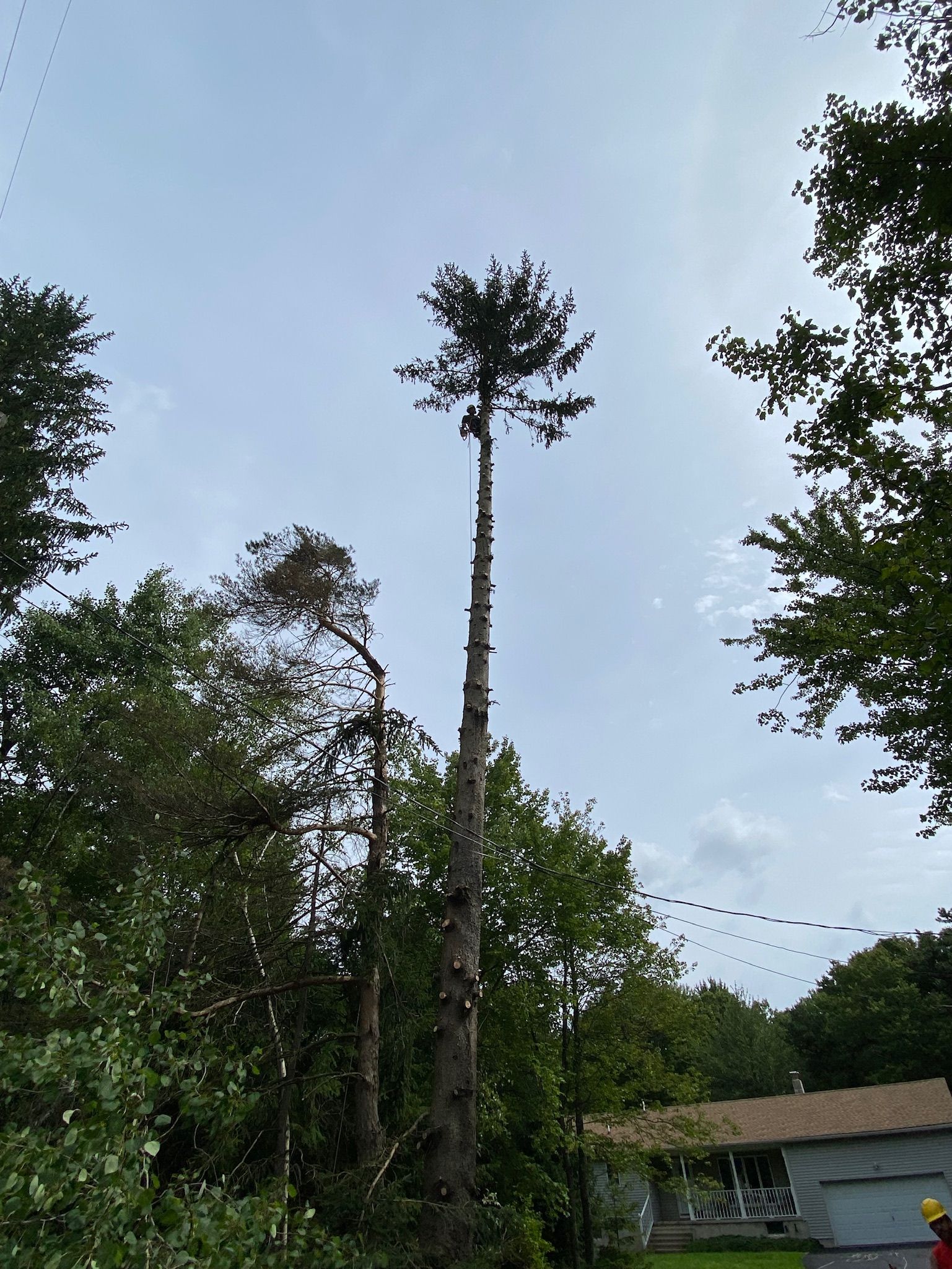 A large pine tree is being cut down in a forest.