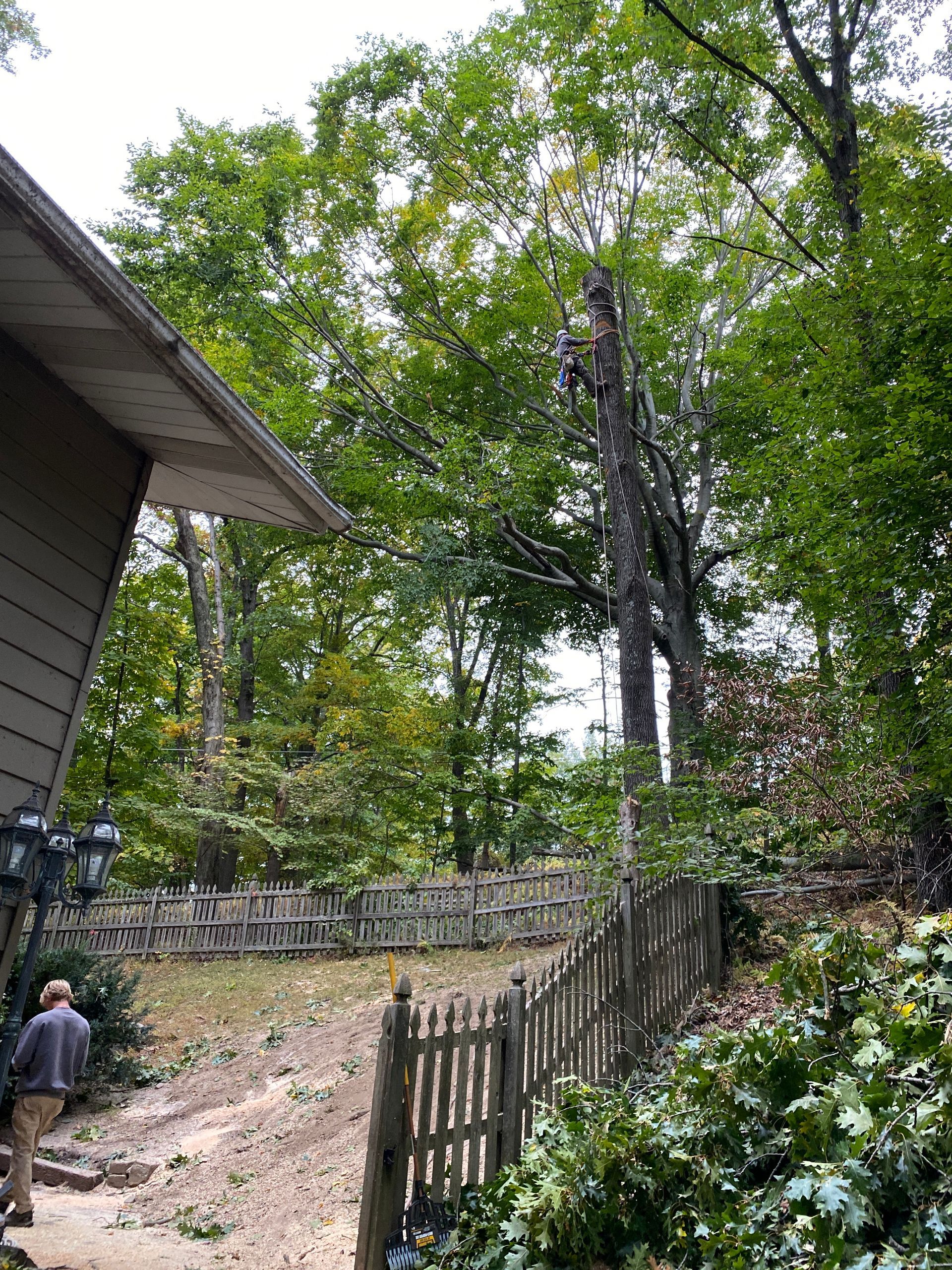 A man is climbing a tree in front of a house.