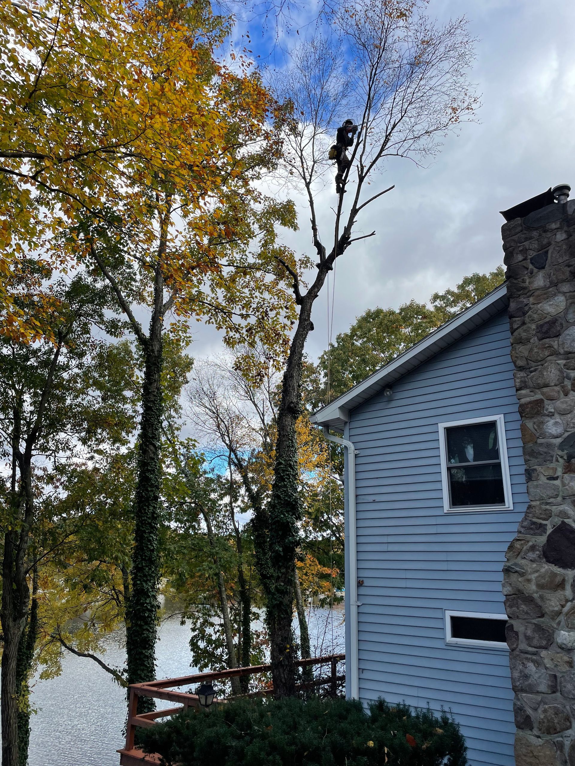 A man is climbing a tree next to a house.
