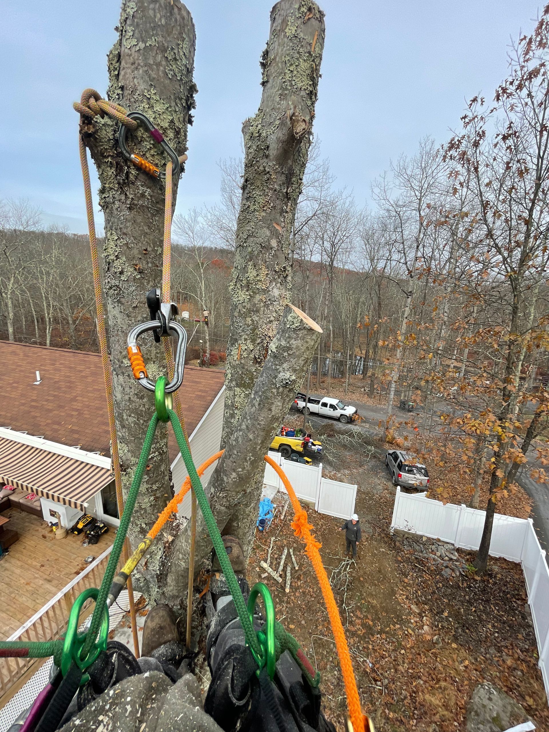A person is climbing a tree with ropes and a harness.