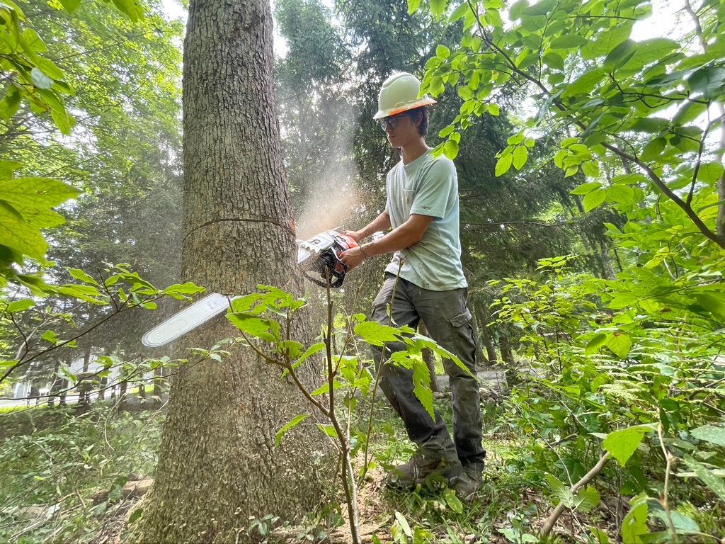 A man is cutting a tree with a chainsaw in the woods.
