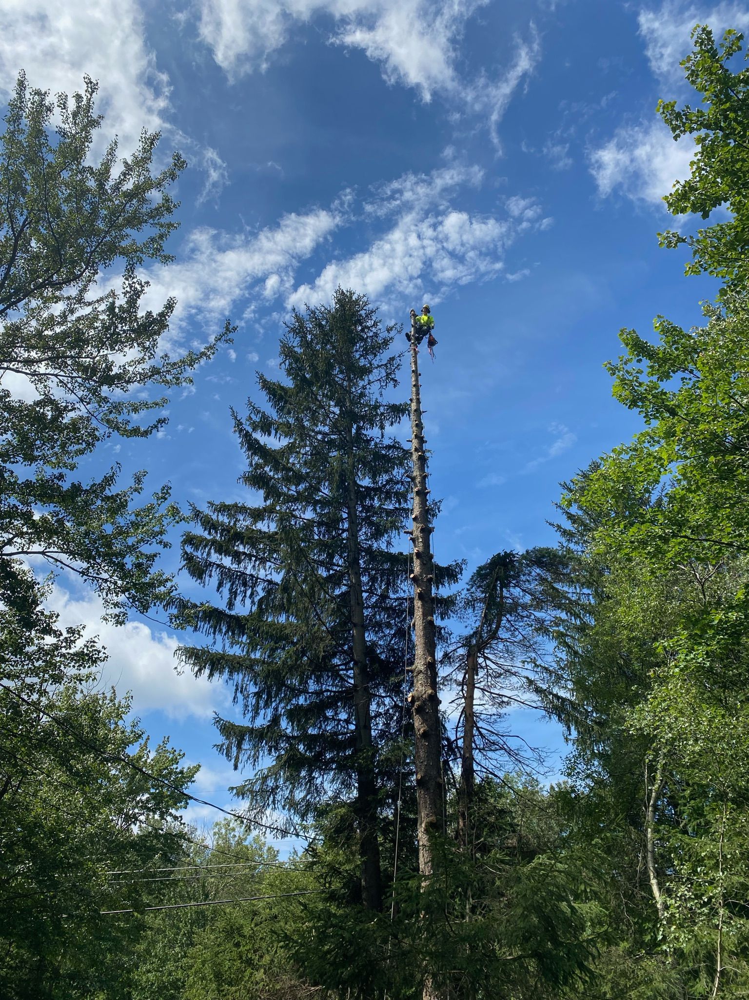 A man is climbing a tree in the middle of a forest.