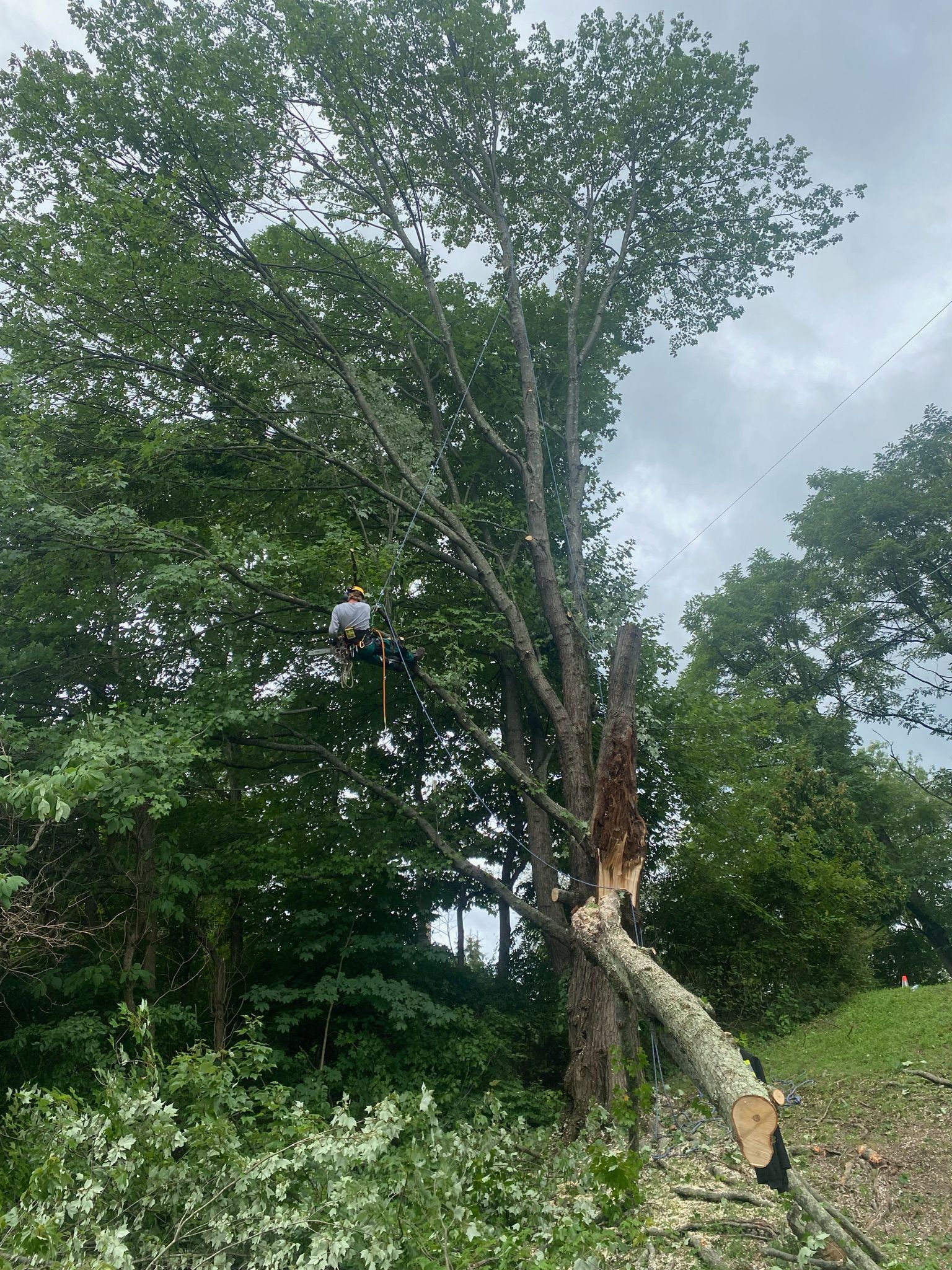 A man is climbing a tree with a chainsaw in a forest.