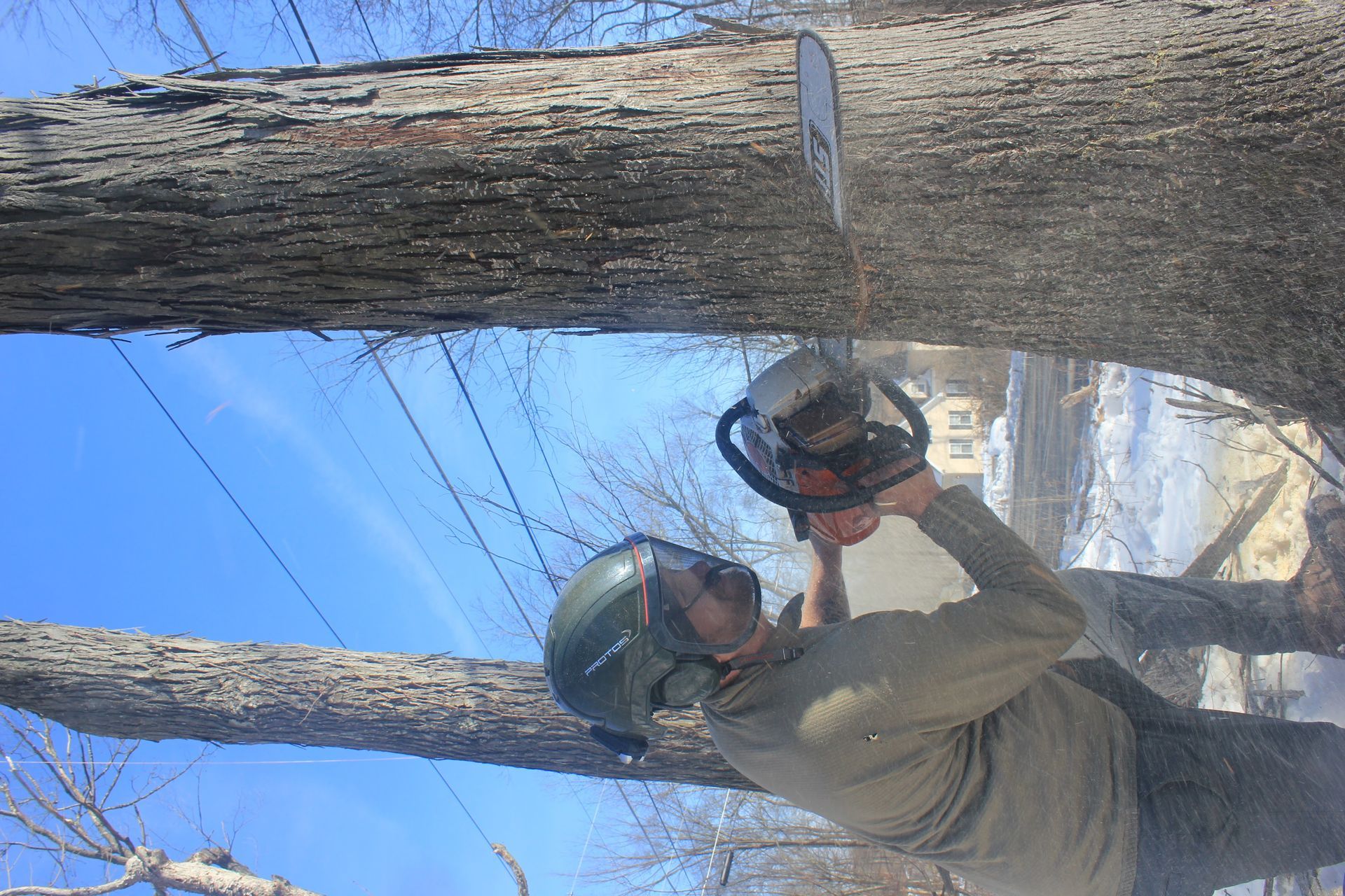 A man is cutting a tree with a chainsaw.