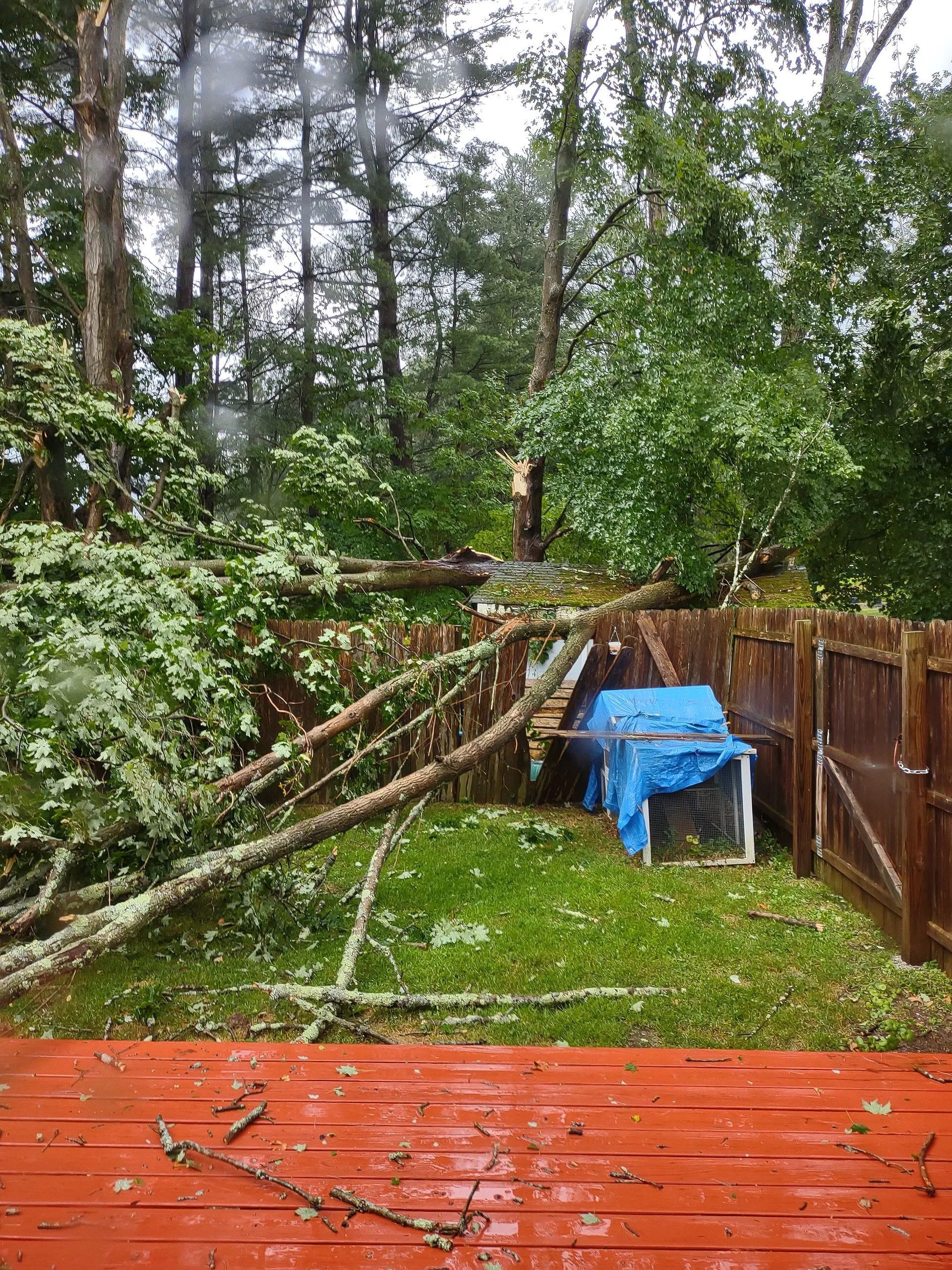 Fallen trees and debris in a backyard, likely from a storm. Branches lie on grass and fence, rain visible.