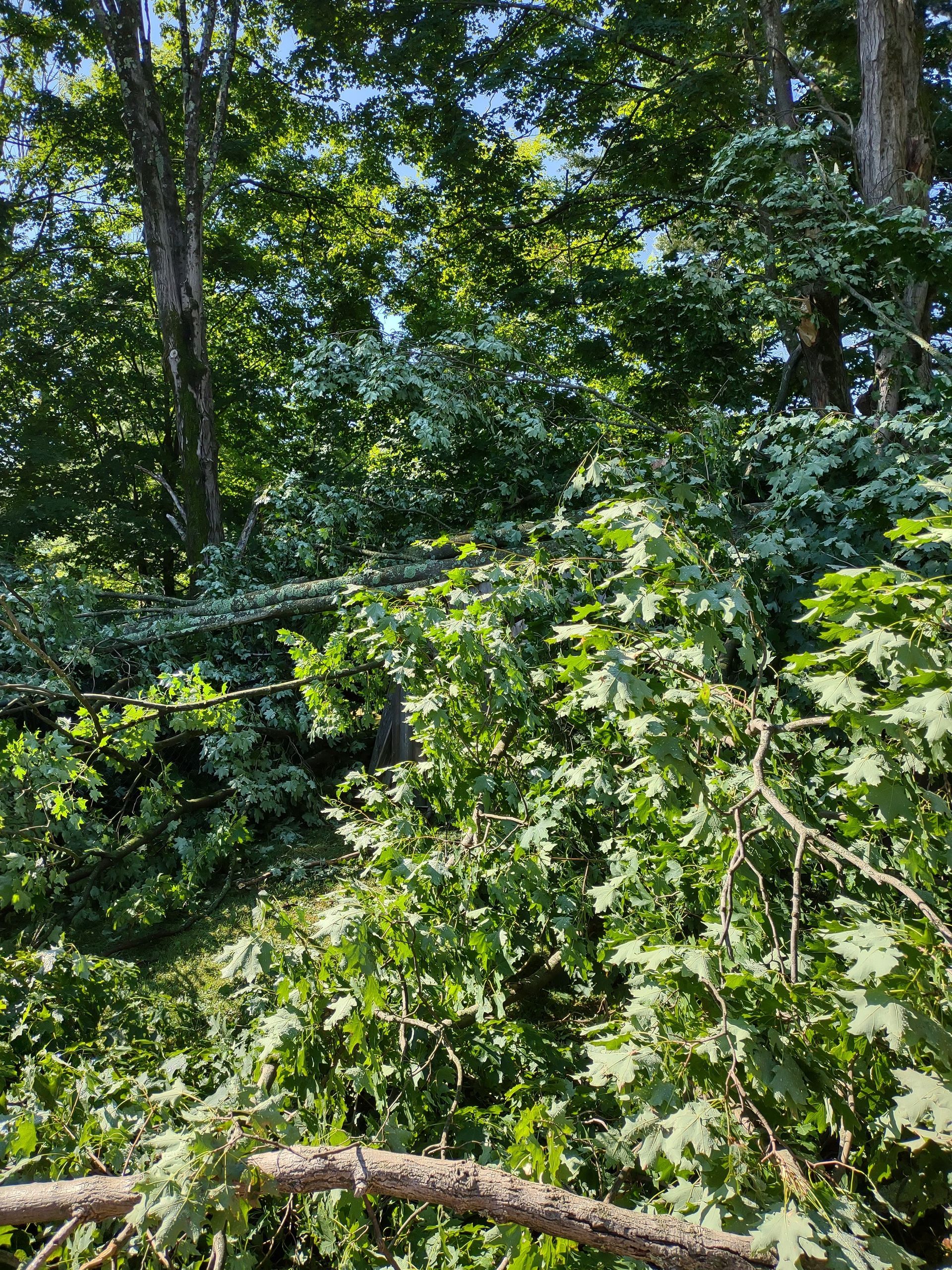 A tree branch is laying on the ground in the middle of a forest.