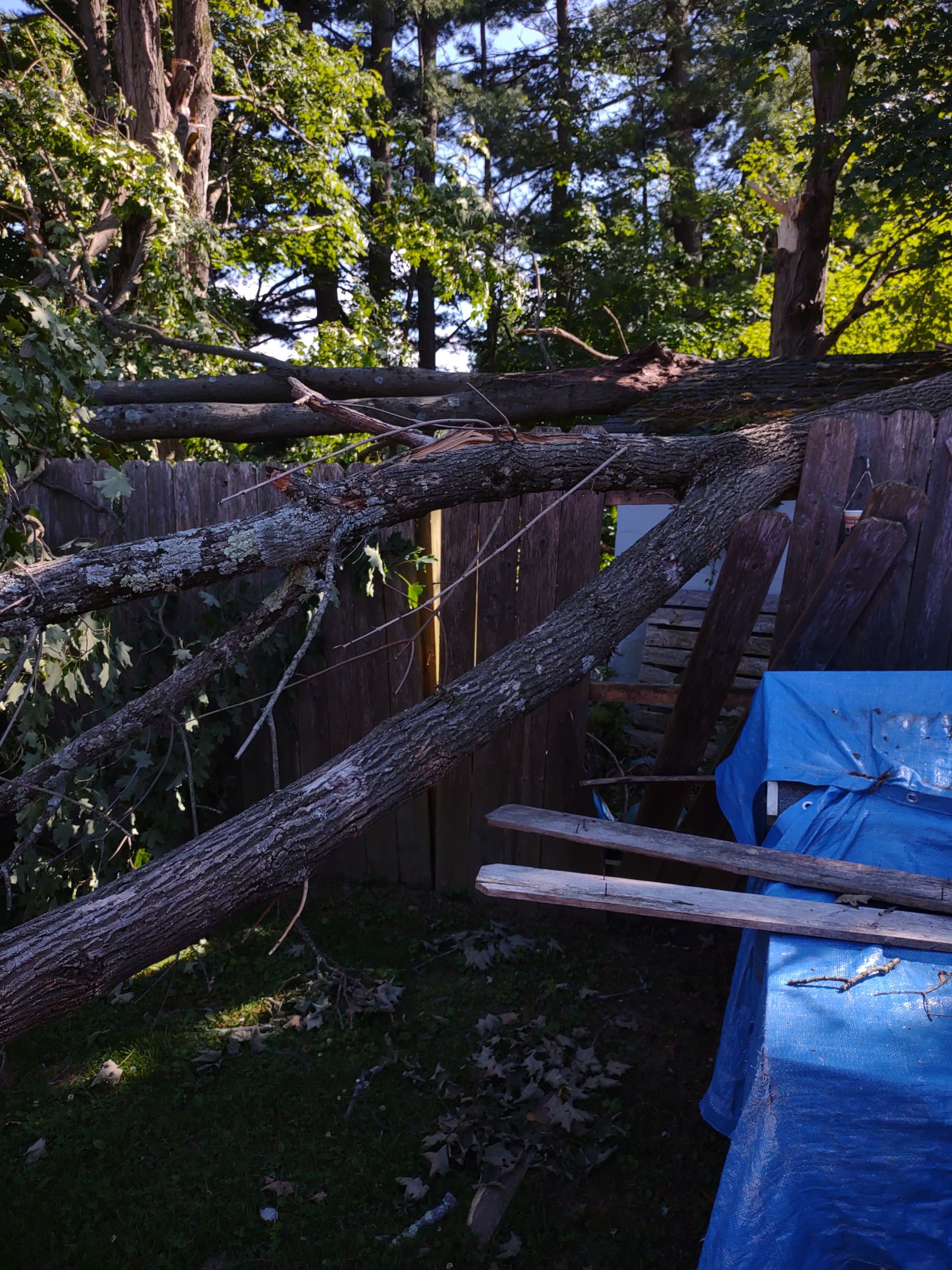 A tree that has fallen on a wooden fence