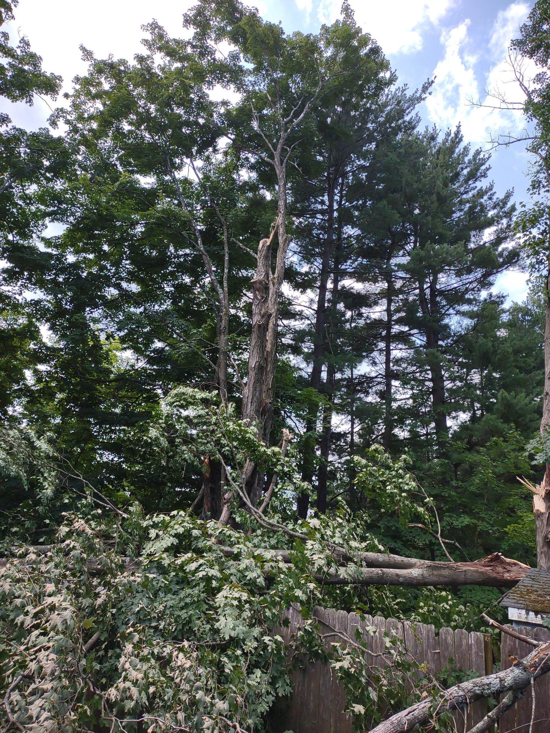 A fallen tree in the middle of a forest with a fence in the background.
