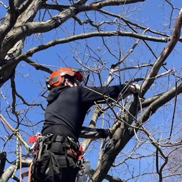 Arborist in orange helmet, trimming tree branches against a blue sky, wearing safety harness.