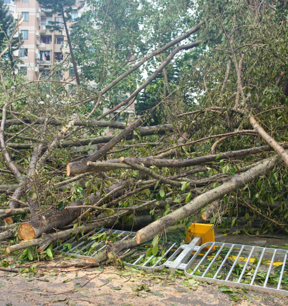 A pile of fallen trees on the side of the road