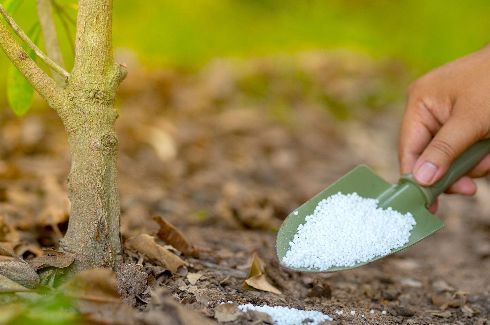 Hand applying white granular fertilizer to soil around a tree trunk with a green trowel.