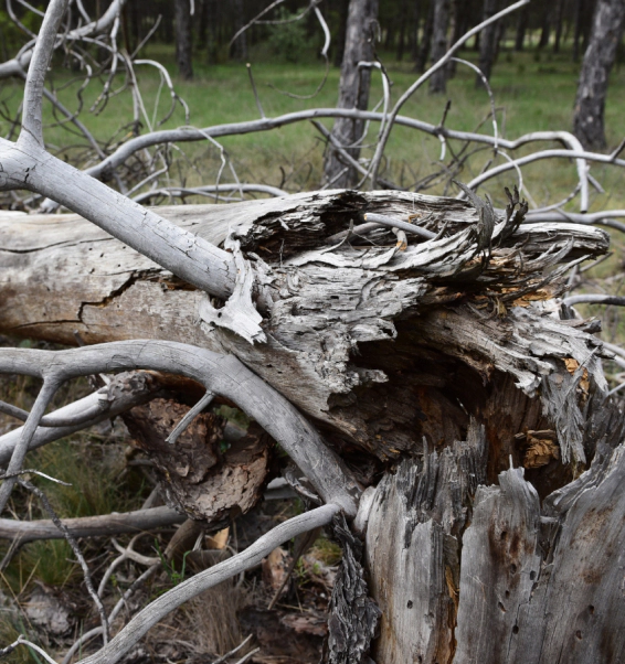 A fallen tree with a lot of branches and leaves
